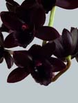 Fdk. After Dark 'Black Pearl'